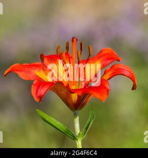 Feuerlilie (Lilium bulbiferum) in Blüte auf grüner Wiese Stockfoto