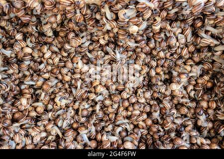 Mediterrane Schnecke. Sehr typisch in Wiesen und Orten von Kräutern. Vielfalt von Otala punctata, sehr geschätzt in der mediterranen Küche vor allem in Stockfoto