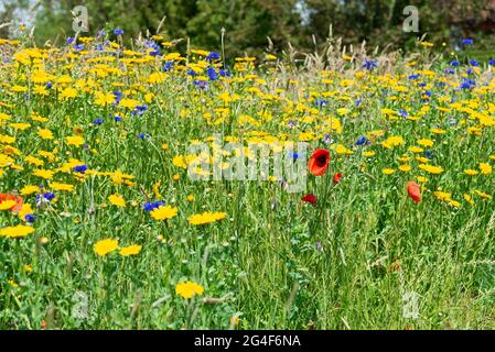 Neu gepflanzte Wildblumenwiese in voller Blüte auf ehemaligem Ackerland im Dorf West Wittering, Chichester, West Sussex, England Stockfoto