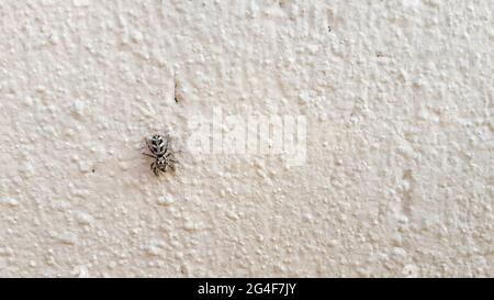 Eine schwarz-weiße Spinne an einer Hauswand. Stockfoto