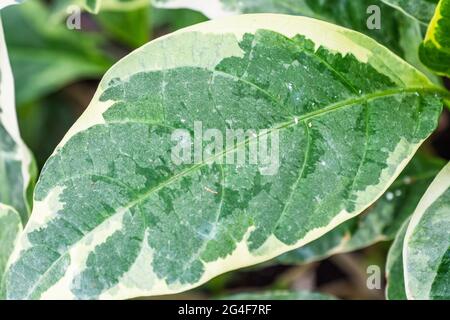 Pflanze mit grünen Blättern im Garten unter Sonnenlicht geklickt Stockfoto