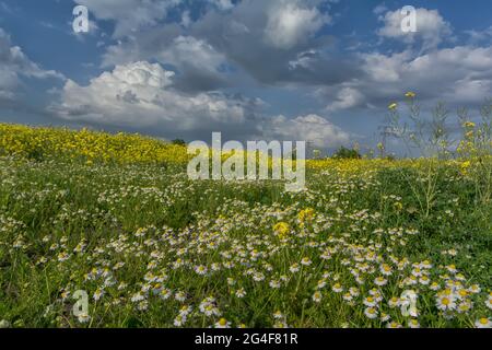 Mohnblumen und Kamille auf dem Gebiet des Raps, einem Teppich aus roten Blumen. Wunderschöne Wolken am Himmel. Stockfoto