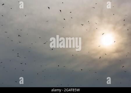 Möwen fliegen am Himmel, vor wolkiger Sonne, Mecklenburg-Vorpommern, Deutschland Stockfoto