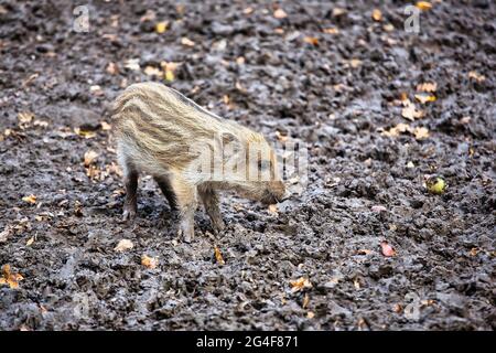 Wildschwein (Sus scrofa), frisches Wildschwein, Teutoburger Wald, Niedersachsen, Deutschland Stockfoto