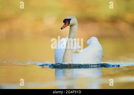 Muter Schwan (Cygnus olor), schwimmend im Wasser bei Abendlicht, Bayern, Deutschland Stockfoto