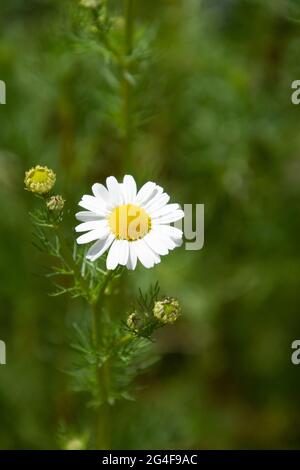 Duftende Mayweed mit kleinen Blumen und neuen Knospen vor verschwommenem grünem Hintergrund Stockfoto
