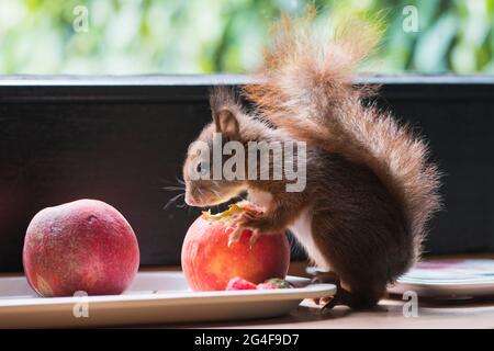 Junges, von Hand gezücktes Eichhörnchen (Sciurus vulgaris), das einen Apfel isst, Emsland, Niedersachsen, Deutschland Stockfoto