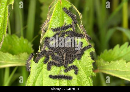 Europäischer Pfau (Inachis io), Raupen auf einer Brennnessel, Siegerland, Nordrhein-Westfalen, Deutschland Stockfoto