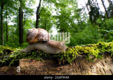 Burgunder Schnecke (Helix pomatia), kriechend auf abgestorbenen, moosbedeckten Hölzern, Kruppwald in Essen, Nordrhein-Westfalen, Deutschland Stockfoto