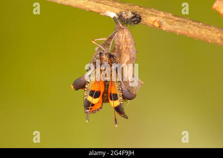 Kleine Schildpatt (Aglais urticae), schlüpfend aus Puppe, Siegerland, Nordrhein-Westfalen, Deutschland Stockfoto