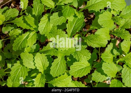 Jungpflanzen von schwarzem Senf (Brassica nigra), Beau Bassin, Mauritius Stockfoto