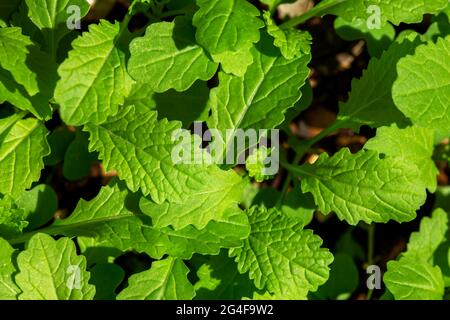 Jungpflanzen von schwarzem Senf (Brassica nigra), Beau Bassin, Mauritius Stockfoto