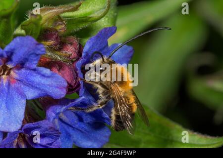 Langhornige Biene (Eucera) Männchen auf blauem Steinkäfer (Buglossoides purpurocaerulea), Baden-Württemberg, Deutschland Stockfoto