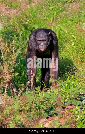 Bonobo, Zwergschimpanse (Pan paniscus), erwachsen, Futter, bedrohte Arten, gefangen Stockfoto