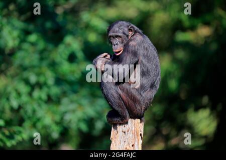 Bonobo, Zwergschimpanse (Pan paniscus), Erwachsener, sitzend, auf Baumstamm, wachsam, Gefährdete Arten, gefangen Stockfoto