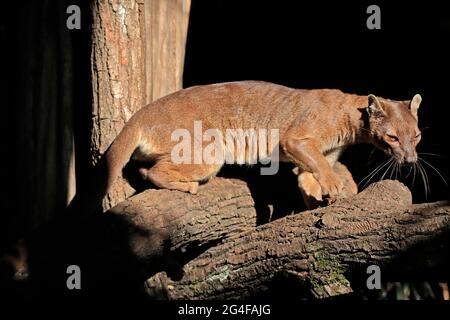 Fossa (Cryptoprocta ferox), Frettchen-Katze, erwachsen, sitzend, auf Baumstamm, Wachsam, gefangen, Madagaskar Stockfoto