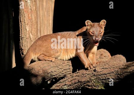 Fossa (Cryptoprocta ferox), Frettchen-Katze, erwachsen, sitzend, auf Baumstamm, Gähnend, gefangen, Madagaskar Stockfoto
