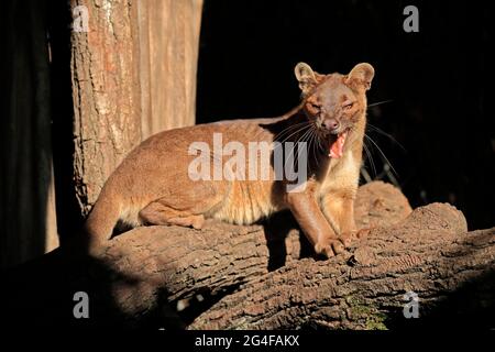 Fossa (Cryptoprocta ferox), Frettchen-Katze, erwachsen, sitzend, auf Baumstamm, Gähnend, gefangen, Madagaskar Stockfoto