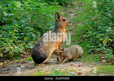 Patagonian Mara (Dolichotis patagonum), Great Mara, Erwachsener, weiblich, jugendlich, Krankenpflege, Gefangenschaft, Patagonien, Argentinien Stockfoto