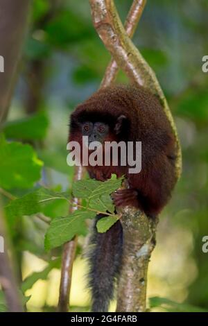 Roter Frühlingsaffe (Callicebus moloch), erwachsen Stockfoto