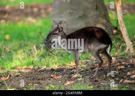 Kongo-Blauduiker (Philantomba monticola congica), erwachsen, Futter, gefangen Stockfoto