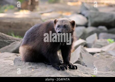 Wolverine (Gulo gulo), erwachsen, wachsam, gefangen, Nordamerika Stockfoto