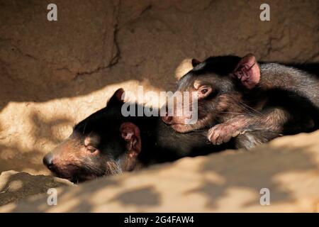 Tasmanischer Teufel (Sarcophilus harrisii), Tasmanischer Teufel, erwachsen, männlich, weiblich, Paar, soziales Verhalten, Porträt, Gefangener, Australien Stockfoto