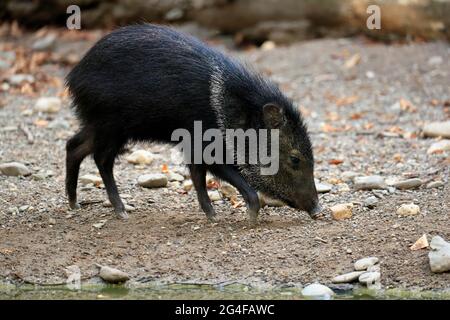 Halsbauch-Peccary (Pecari tajacu), erwachsen, Futter, gefangen Stockfoto