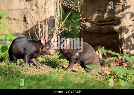 Tasmanischer Teufel (Sarcophilus harrisii), Tasmanischer Teufel, erwachsen, männlich, weiblich, Paar, soziales Verhalten, Gefangener, Australien Stockfoto