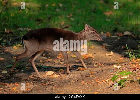 Kongo-Blauduiker (Philantomba monticola congica), erwachsen, Futter, gefangen Stockfoto