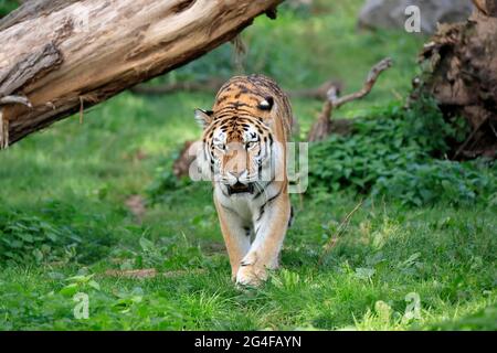Sibirischer Tiger (Panthera tigris altaica), erwachsen, wachsam, Stalking, gefangen Stockfoto