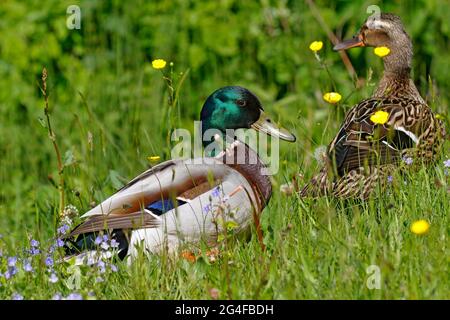 Stockenten (Anas platyrhynchos), Paar auf blühender Wiese, Schleswig-Holstein, Deutschland Stockfoto