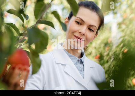 Ausgezeichnete Erntequalität, professionelle Arbeit auf dem Bauernhof und Obsternte Stockfoto