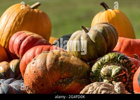 Kürbisse (Cucurbita) essbare und dekorative Kürbisse verschiedener Sorten an einem Stall, Oberbayern, Bayern, Deutschland Stockfoto