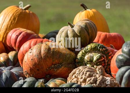 Kürbisse (Cucurbita) essbare und dekorative Kürbisse verschiedener Sorten an einem Stall, Oberbayern, Bayern, Deutschland Stockfoto