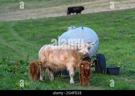 Schottisches Hochlandrind, Hochlandrind oder Kyloe (Bos primigenius f. taurus), Jungtiere, Kälber mit Mutter, Kuh und Stier auf einer Weide, Hessen Stockfoto