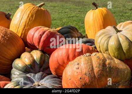 Kürbisse (Cucurbita) essbare und dekorative Kürbisse verschiedener Sorten an einem Stall, Oberbayern, Bayern, Deutschland Stockfoto