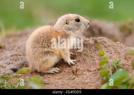 Schwarzschwanz-Rüsselhund (Cynomys ludovicianus) Junge im Bau, Deutschland Stockfoto