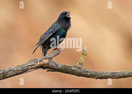 Starling (Sturnus vulgaris) singt auf einem Zweig, Deutschland Stockfoto