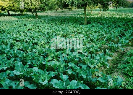 Kohl. brassica oleracea, wird in einem landwirtschaftlichen Feld angebaut. Westbengalen, Indien Stockfoto
