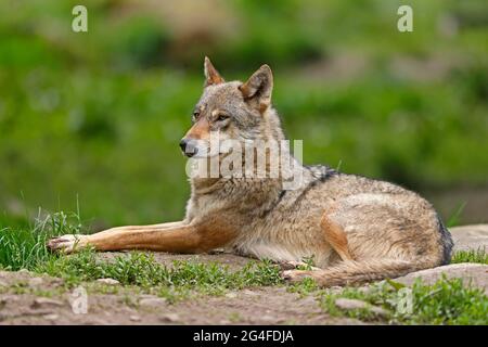 Europäischer Wolf (Canis lupus) lügt, Deutschland Stockfoto