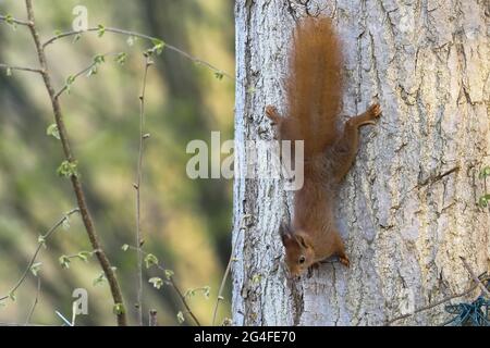 Eichhörnchen (Sciurus vulgaris), die am Baumstamm herunterlaufen, Hessen, Deutschland Stockfoto