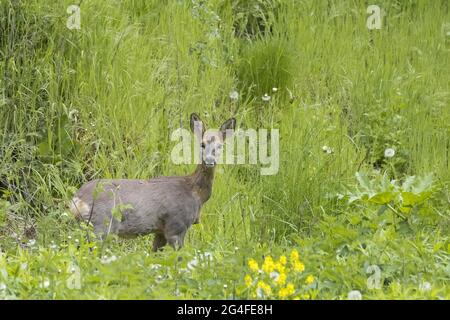 Europäisches Reh (Capreolus capreolus), Rehe, auf Wiese, Hessen, Deutschland Stockfoto