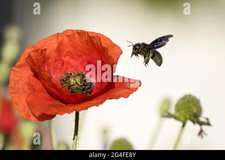 Violett Tischler Biene (Xylocopa violacea) fliegt nach Mais Mohn (Papaver rhoeas), Hessen, Deutschland Stockfoto