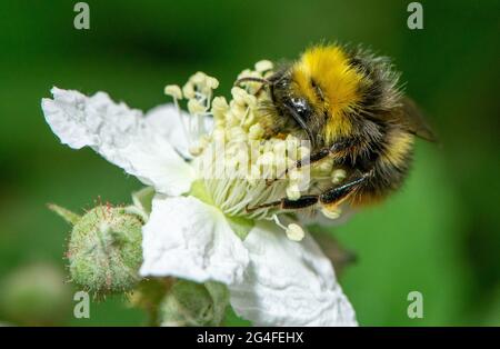 Arnside, Milnthorpe, Cumbria, Großbritannien. Juni 2021. Eine Hummel kommt tief in eine Brombeerblüte in Arnside, Cumbria, Großbritannien. Quelle: John Eveson/Alamy Live News Stockfoto