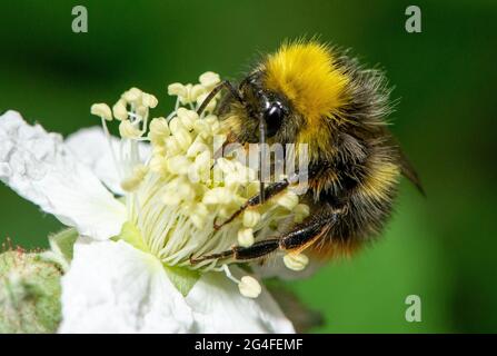 Arnside, Milnthorpe, Cumbria, Großbritannien. Juni 2021. Eine Hummel kommt tief in eine Brombeerblüte in Arnside, Cumbria, Großbritannien. Quelle: John Eveson/Alamy Live News Stockfoto