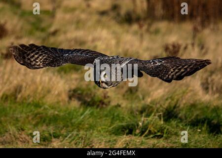 Foto einer trainierten großen grauen Eule im Flug. Strix nebulosa Stockfoto