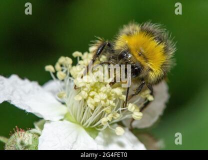 Arnside, Milnthorpe, Cumbria, Großbritannien. Juni 2021. Eine Hummel kommt tief in eine Brombeerblüte in Arnside, Cumbria, Großbritannien. Quelle: John Eveson/Alamy Live News Stockfoto