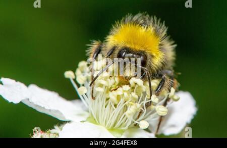 Arnside, Milnthorpe, Cumbria, Großbritannien. Juni 2021. Eine Hummel kommt tief in eine Brombeerblüte in Arnside, Cumbria, Großbritannien. Quelle: John Eveson/Alamy Live News Stockfoto