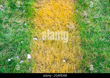 Ein Streifen vergilbten Grases auf einem hellgrünen Rasen Stockfoto